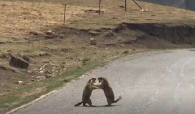 Marmota-.jpg