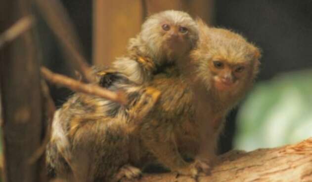Monos-tití-LA-FM-Zoológico-Santa-Fe-de-Medellín.jpg