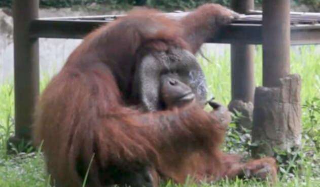 Orangutan.jpg