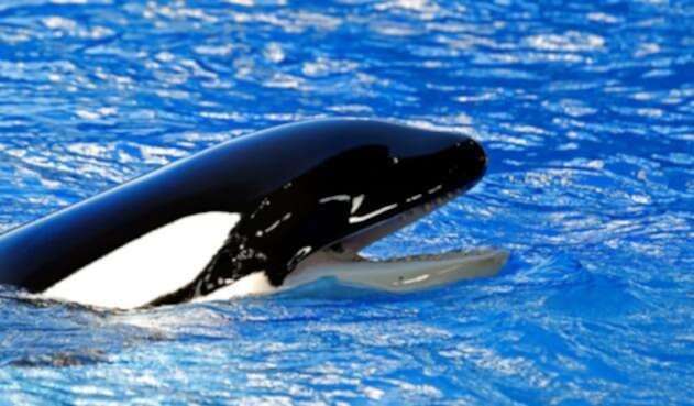 Orca-LA-FM-Ingimage.jpg