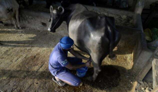 Ordeñar-vacas-LA-FM-AFP.jpg