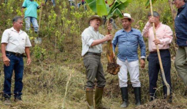 PLATANO.jpg