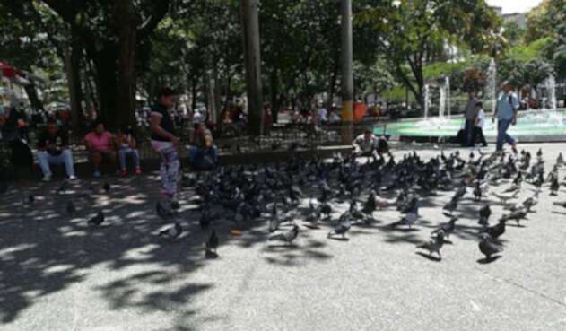 Palomas-parque-Bolivar_Foto_LAFM.jpg