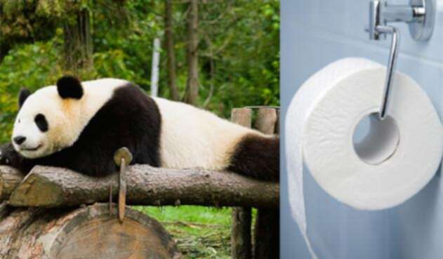 Panda-papel.jpg