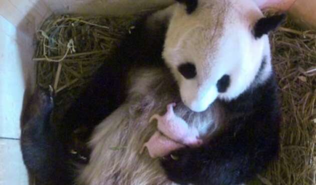 Pandas.jpg