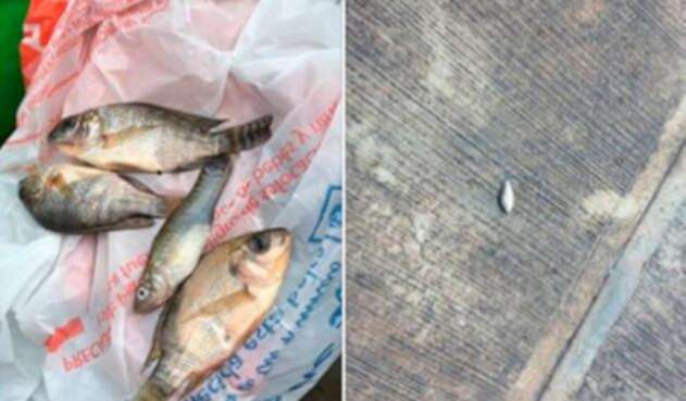 Peces-tampico.jpg