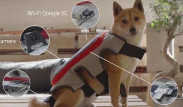 Pedigree_ThePostingTail16.jpg