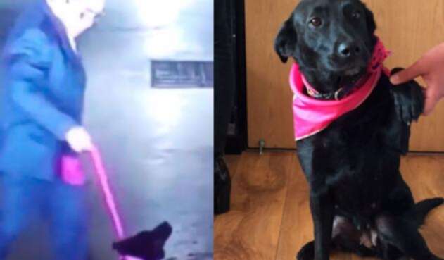Perrita-Sacha.jpg