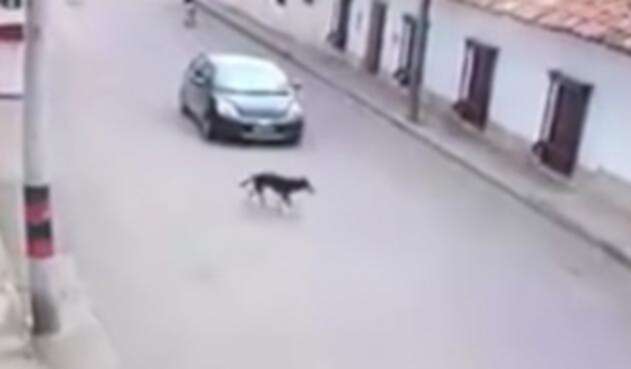 Perrito-sesquile-youtube.jpg
