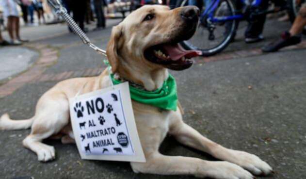 Perro-Colprensa-Mauricio-Alvarado.jpg