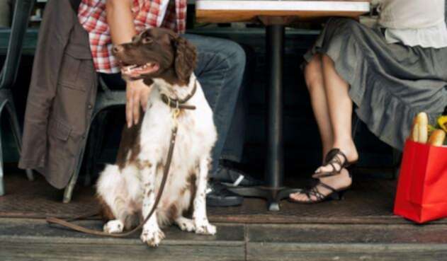 Perro-Ingimage.jpg