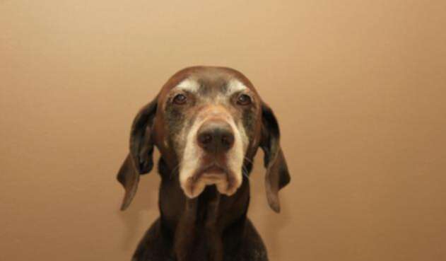 Perro-Lafm-Ingimage.jpg