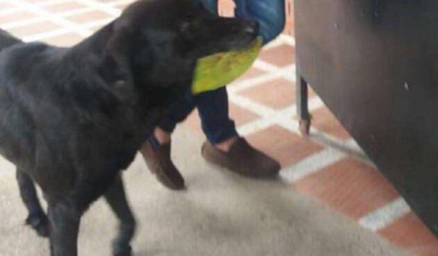 Perro-Negro.jpg