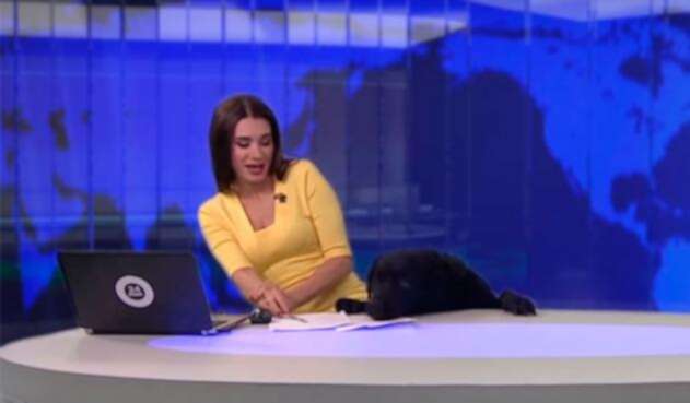Perro-noticiero.jpg