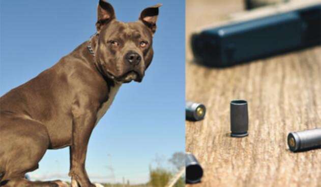Perro-y-arma-Ingimage.jpg