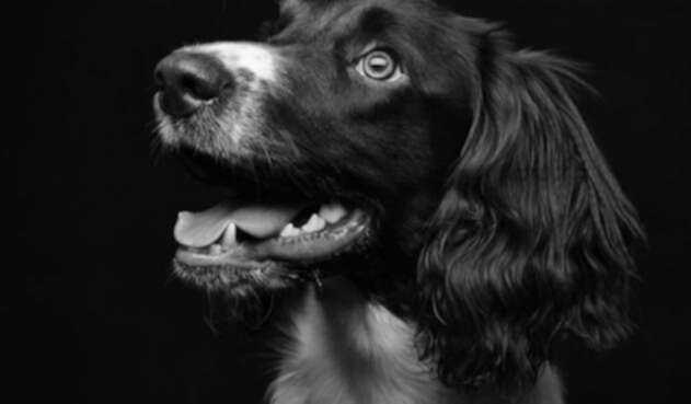 Perro1.jpg
