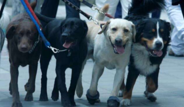 Perros-colprensa.jpg