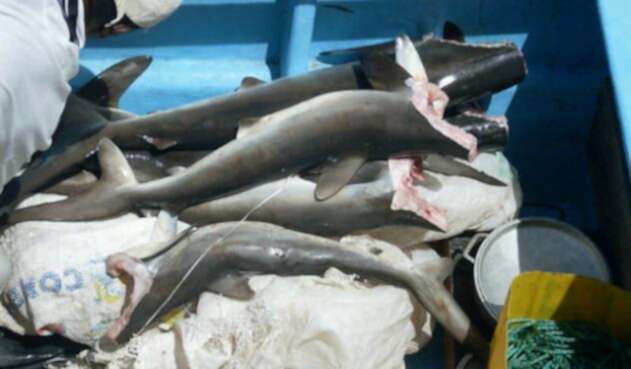 Pesca-LAFm-Colprensa.jpg
