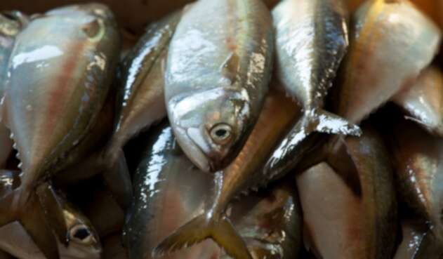 Pescado-ingimage.jpg