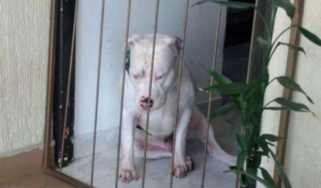Pit-bull-suministrada-LA-MF.jpg