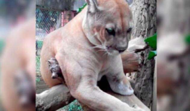 Puma1.jpg
