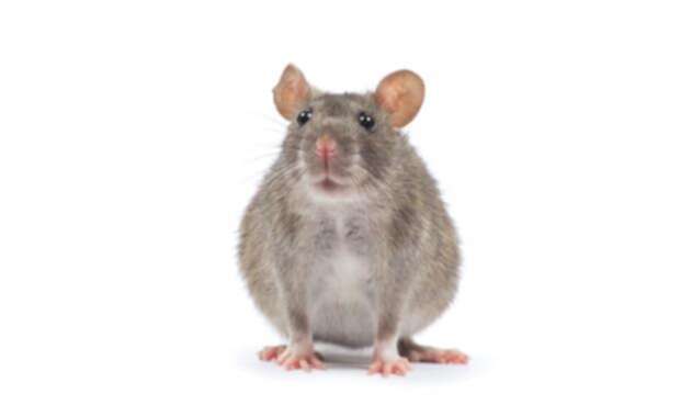 Ratón-ingimage-1.jpg