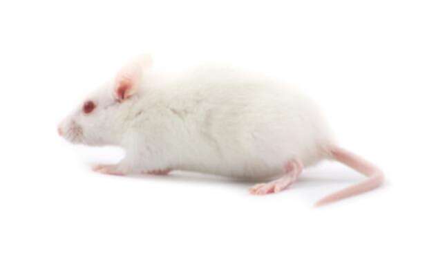Ratón-ingimage.jpg