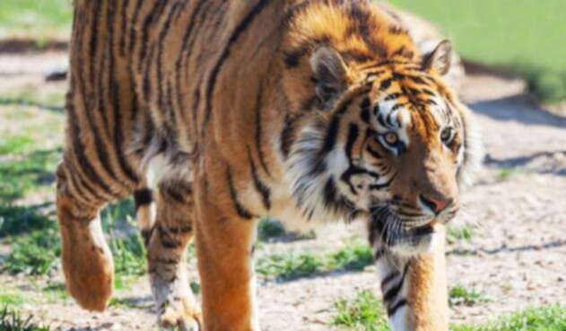 Tigre-Ingimage.jpg