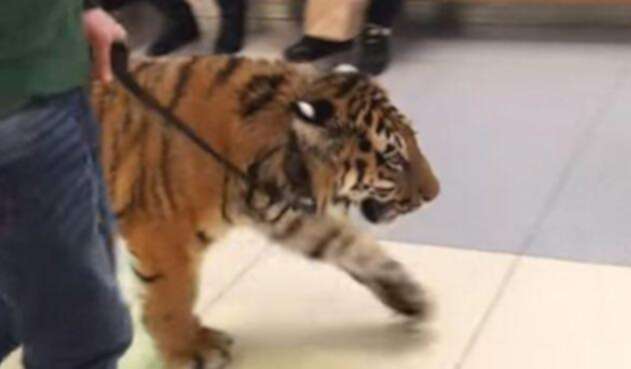 Tigre-LA-FM-Video.jpg