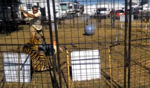 Tigre-LAFm-tomada-del-video.jpg