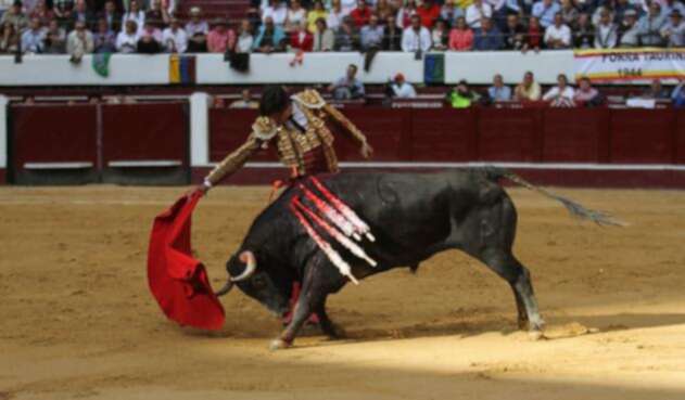 Toros-Colprensa-Sofía-Toscano.jpg