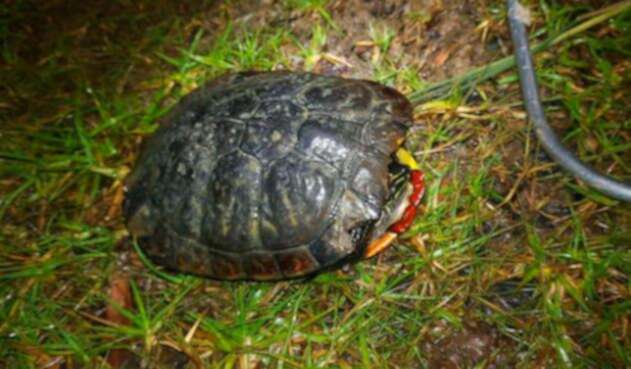 Tortuga-encontrada-en-el-Simón-Bolivar-suministrada-a-LA-FM.jpg