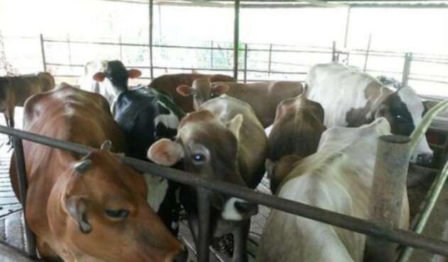 Vacas-colprensa.jpg