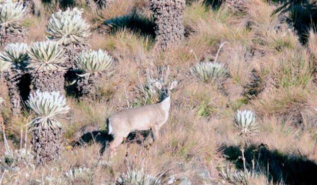 Venado-de-cola-blanca.jpg
