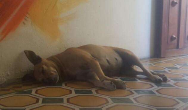 Victoria-la-perrita-que-se-le-atravesó-a-Will-Smith.jpeg