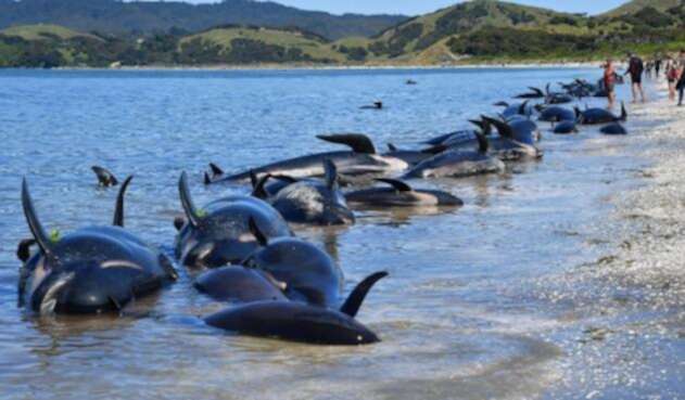 WhalesNewZealand-1.jpg