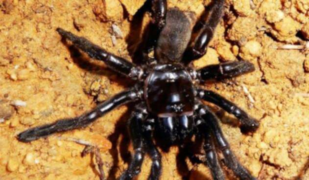 araña.jpg