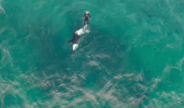 ballena.gif