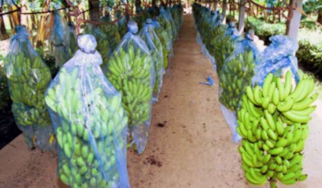 La presencia de Fusarium R4T, más conocido como el 'mal de Panamá', tiene en crisis a este sector. bananolafm-e1508332228514.jpg