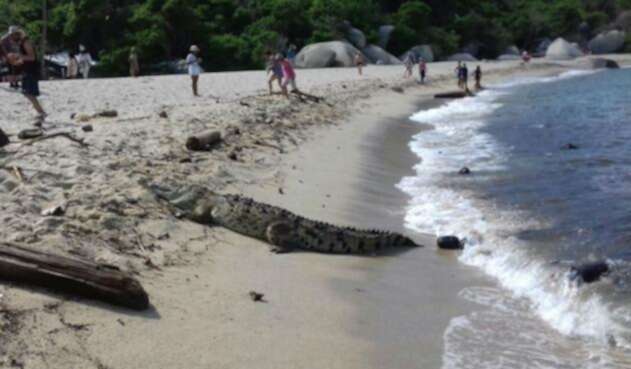 Caimán apareció en las playas de Santa Marta caimanlafm.jpg