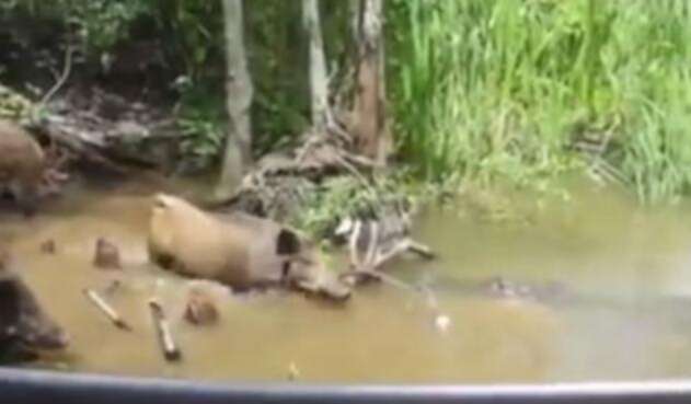 cerdo2.jpg