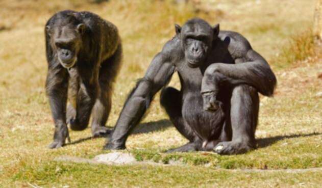 chimpancés.jpg