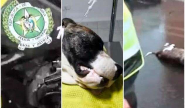 cuatrimoto-policia-madrid-perro.jpg
