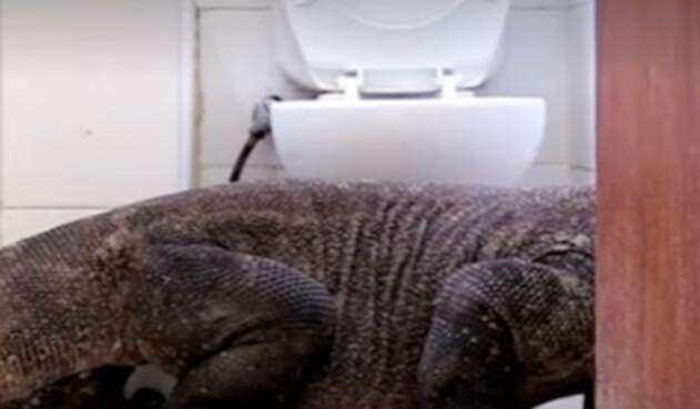 dragondekomodo.jpg