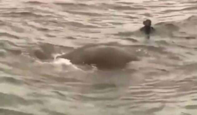 elefante.jpg