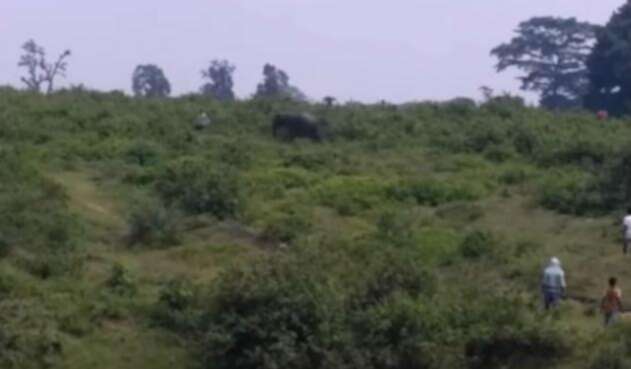 elefante1.jpg