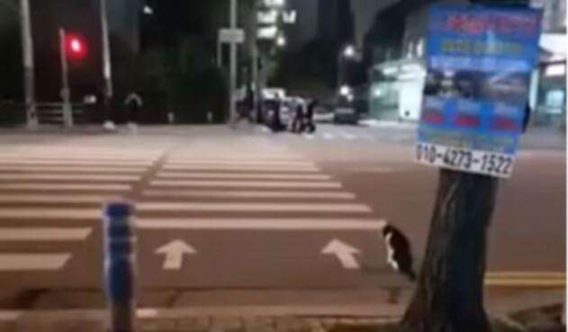 gato1.jpg