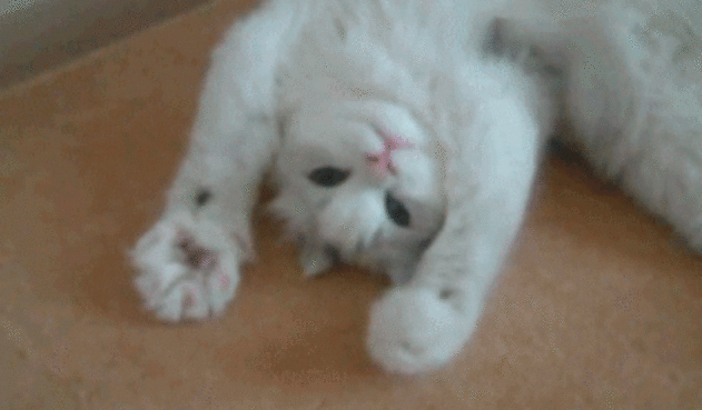 giphy-3-2.gif