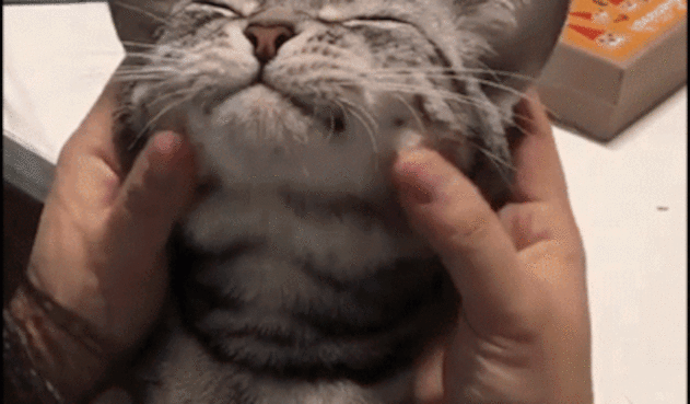 giphy-4-2.gif
