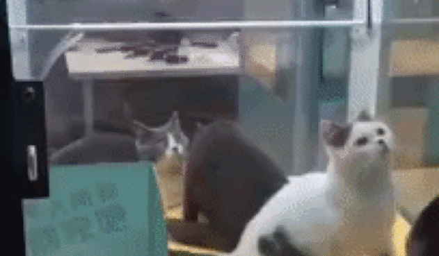 giphy-5-1.gif